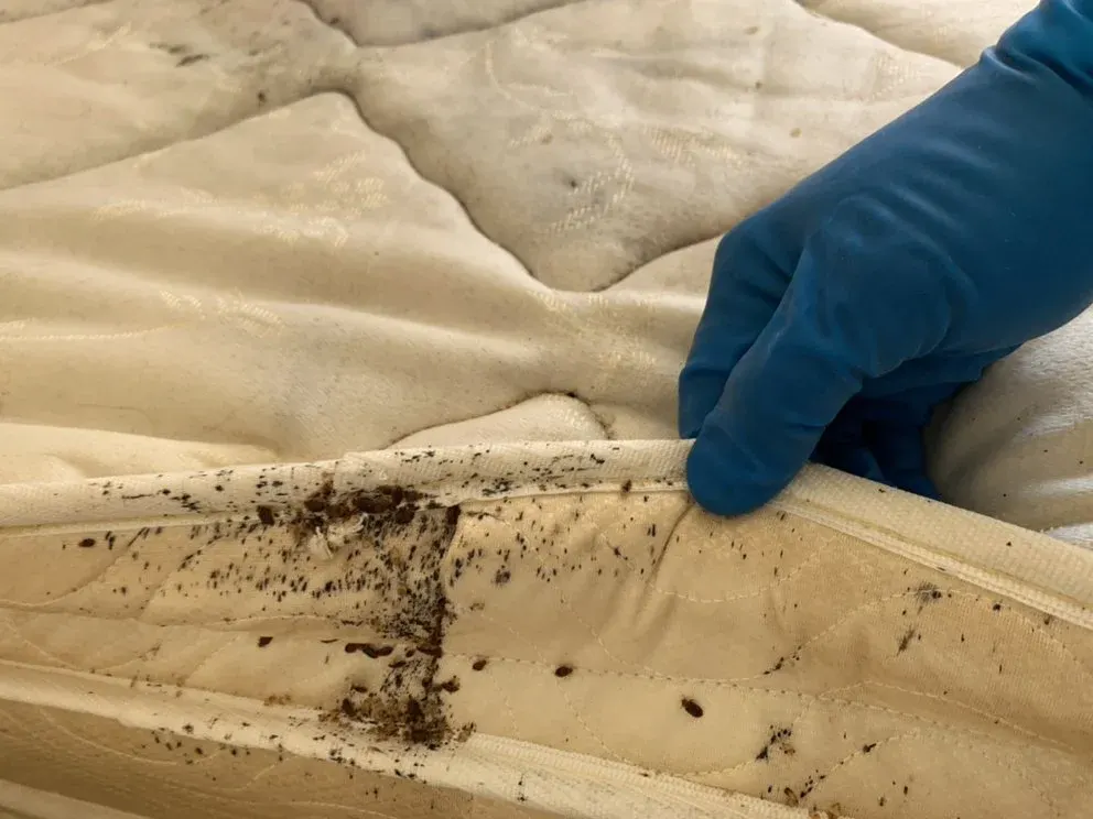 Infestation de punaises de lit dans un logement