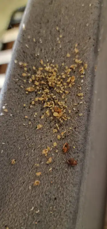 Nid massif de punaises de lit sur l'accoudoir d'un canapé lors d'une urgence à Lyon