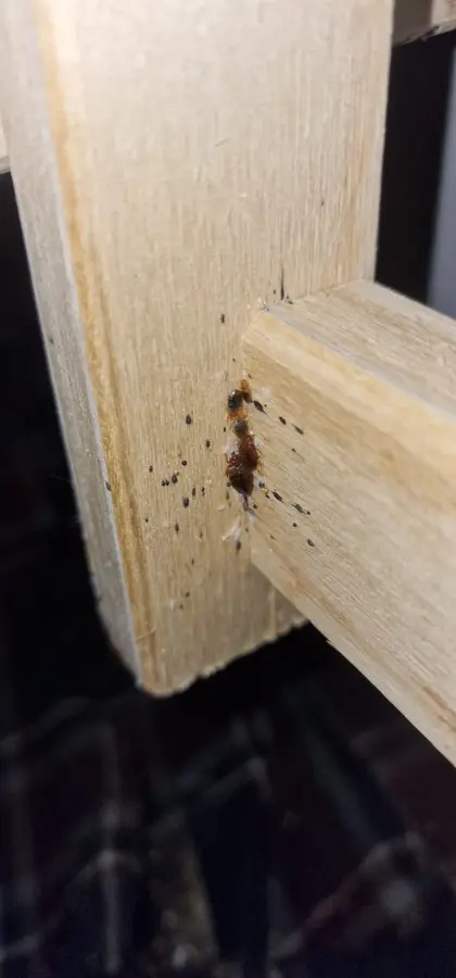 Nid de punaises de lit avec déjections dans un cadre de lit en habitat collectif à Vénissieux
