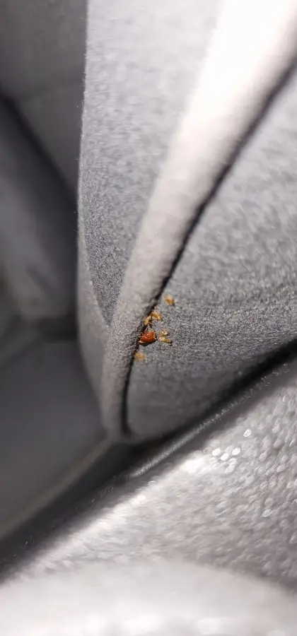 Punaises de lit nichées dans la couture d'un fauteuil lors d'une intervention à Vaulx-en-Velin