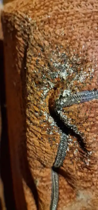 Œufs et exuvies de punaises de lit dans la couture d'un canapé à Vaulx-en-Velin