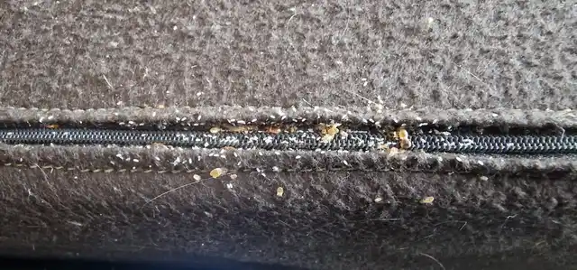 Œufs de punaises de lit dans la fermeture d'une housse de canapé avant un déménagement