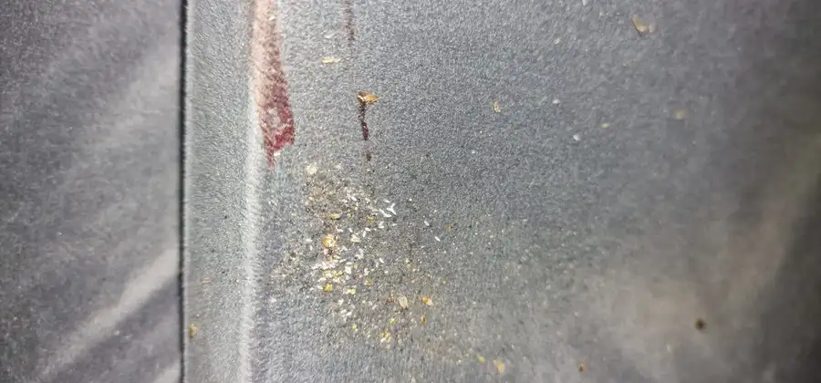 Œufs et jeunes punaises de lit sur un fauteuil lors d'un diagnostic à Bron