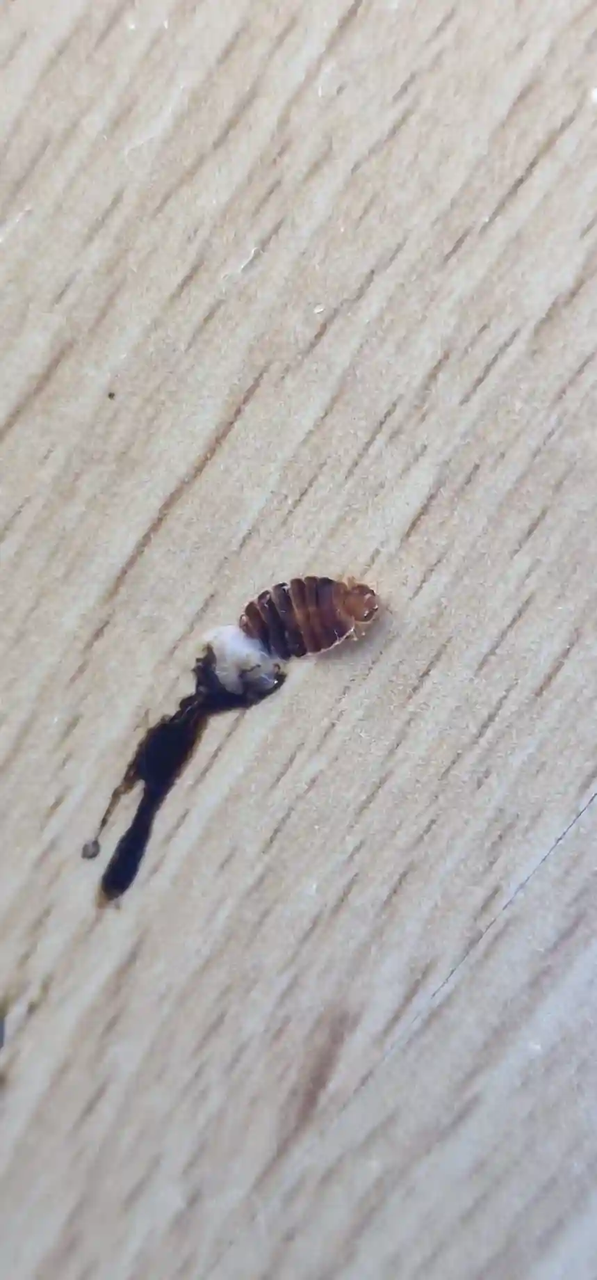 Punaise de lit écrasée avec trace de sang, preuve d'infestation active