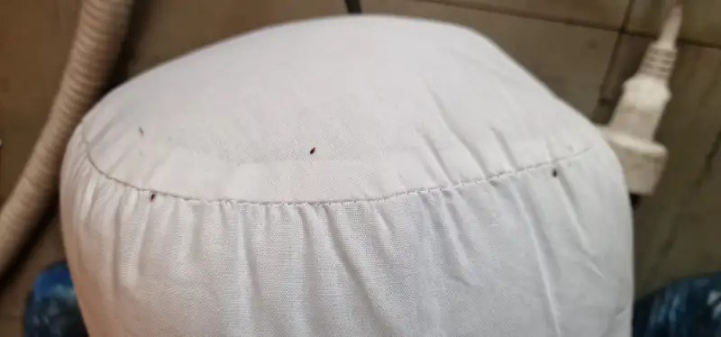 Punaises de lit repérées sur un coussin lors d'un diagnostic à Bron
