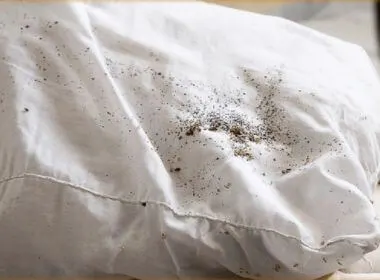 Traces de punaises de lit sur un coussin dans un logement de Vénissieux