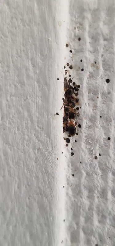 Colonie de punaises de lit adultes et nymphes dans l'angle d'un mur d'un logement vide à Lyon