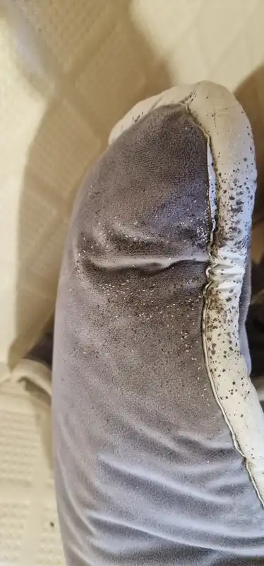 Coussin infesté par les punaises de lit avant traitement à la vapeur sèche