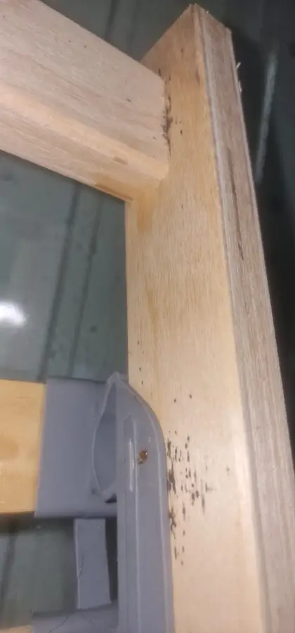 Déjections noires de punaises de lit sur un cadre de lit en bois