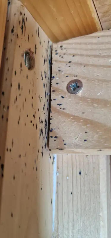 Déjections de punaises de lit sur un cadre de lit en bois avant traitement insecticide