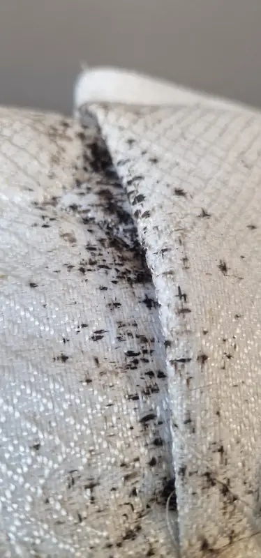 Déjections de punaises de lit sur la couture d'un matelas d'hôtel, signe d'infestation