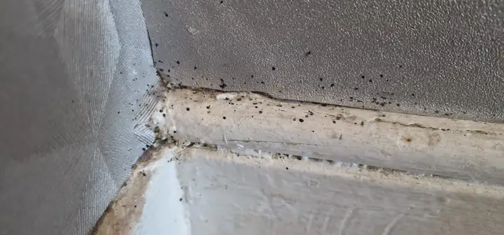 Déjections de punaises de lit le long d'une plinthe et de la jonction mur-sol