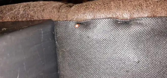 Punaise de lit repérée sous un canapé lors de l'inspection d'un hébergement