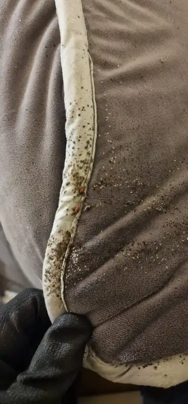 Œufs et déjections de punaises de lit détectés sur un passepoil de coussin