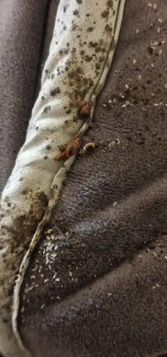 Contrôle des coutures d'un coussin infesté par les punaises de lit