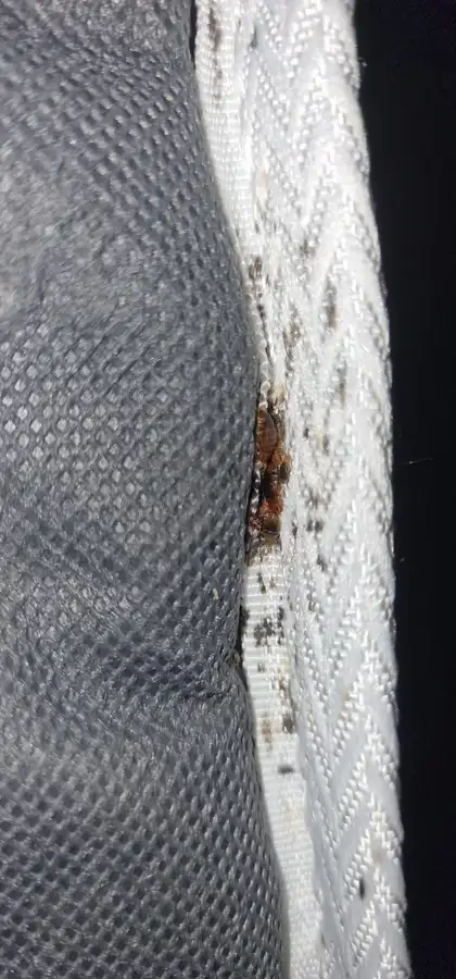 Punaises de lit vivantes dans la couture d'un matelas lors d'une inspection à Lyon