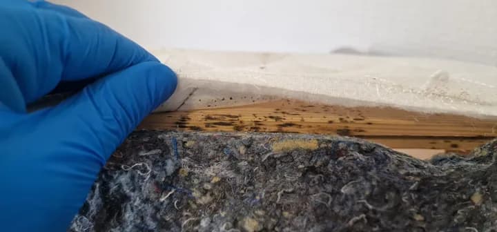 Technicien ganté soulevant la toile d'un sommier et révélant des traces de punaises de lit sur le bois