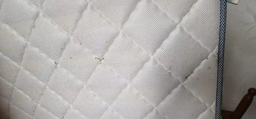 Traces et déjections de punaises de lit le long de la couture d'un matelas